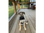 Adopt Ziti a Shepherd