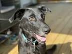 Adopt Rotini a German Shepherd Dog