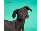 Adopt Rigatoni a Shepherd