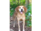 Adopt Stevie a Bloodhound, Mixed Breed