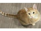 Adopt Cara a Domestic Medium Hair, Tabby