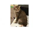 Adopt Teeter a Domestic Short Hair, Tabby