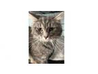 Adopt Totter a Domestic Long Hair, Tabby