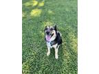 Adopt Cocoa Ann a Australian Shepherd, Border Collie