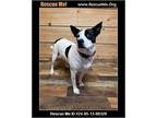 Adopt Lucy a Rat Terrier