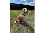 Adopt Lelu a Pit Bull Terrier, Mixed Breed
