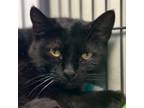 Adopt Khaki a Domestic Short Hair