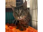 Adopt Tabby a Domestic Short Hair