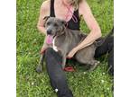 Adopt Piper a Weimaraner