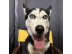 Adopt Opal a Siberian Husky
