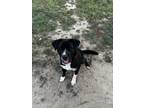 Adopt Pepper a Hound, Pit Bull Terrier