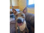 Adopt Aubrey a Pit Bull Terrier, Mixed Breed