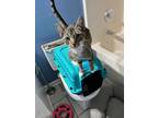 Adopt Lincoln a Domestic Short Hair, Tabby