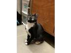 Adopt Lady a Domestic Short Hair