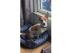 Adopt Lulu of Shumway a Jack Russell Terrier, Terrier