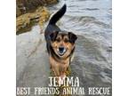 Adopt Jemma a German Shepherd Dog