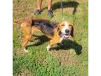Adopt Leia a Foxhound, Beagle