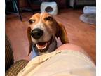 Adopt Sadie (24-072 D) a Beagle, Mixed Breed