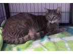 Adopt Qi a Domestic Short Hair