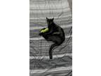 Adopt Venus a Domestic Short Hair