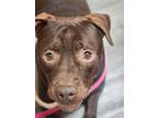 Adopt KEALANI a American Staffordshire Terrier