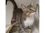 Adopt Holly a Domestic Short Hair
