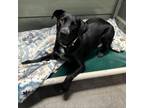 Adopt Gidget AZ a Black Labrador Retriever