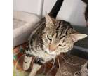 Adopt Mico a Domestic Short Hair