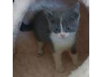 Adopt Amber a Domestic Medium Hair