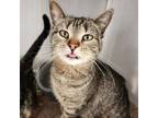 Adopt Pico a Domestic Short Hair