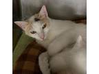 Adopt Naomi a American Shorthair