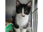Adopt Jada a Domestic Medium Hair