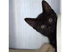 Adopt Wilhemina a American Shorthair