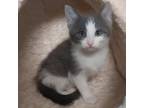 Adopt Esther a American Shorthair
