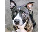 Adopt Bella a Pit Bull Terrier