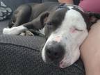 Adopt Maya a Pit Bull Terrier