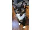 Adopt Nova a Domestic Short Hair, Tuxedo