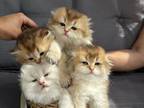 Scottish Fold Kittens