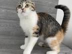 Elias Cattery Kyra