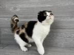 Elias Cattery Alice