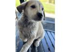 Adopt Luke a Great Pyrenees, Shepherd