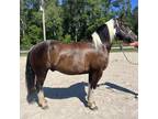 Paint haflinger cross