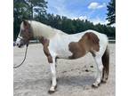 Spotted draft mare