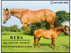 Meet Reba Sorrel Quarter Horse Mare - Available on [url removed]