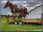 Meet Half Pint Chestnut Saddle Pony Gelding For Sale - Available on