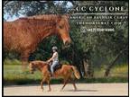 Meet CC Cycloneâ Sorrel Registered American Bashkir Curly Gelding -