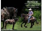 Meet Roscoe Blue Roan Friesian Sport Horse Gelding - Available on