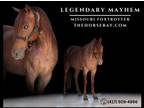 Meet Legendary Mayhem Red Roan Registered Missouri Foxtrotter Gelding