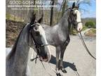 Field Trial Prospect Registered Twh