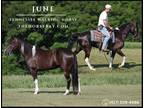 Meet June Black Tennessee Walking Mare - Available on [url removed]